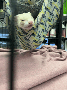 a white ferret is laying in a hammock with a blanket