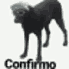 a black dog wearing a mask is standing on a white background with the words confirme below it .