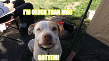 a dog with a caption that says " i 'm older than mac gottem "