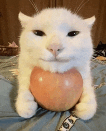 a white cat holding an apple in its paws