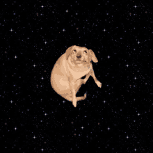 a dog is sitting in the middle of a galaxy surrounded by stars .