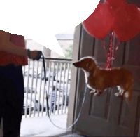 a dog on a leash is standing in front of a door with balloons hanging from it