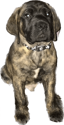 a brown and black dog wearing a collar with the letter a on it