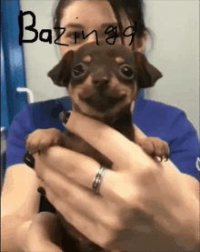 a woman is holding a small brown dog with the name bazinga written on the bottom