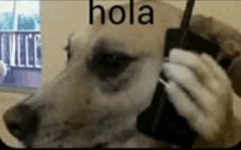 a dog is talking on a cell phone in spanish .