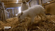 a baby goat is standing next to a larger goat in a barn with the words lokalzeit aus bonn on the bottom