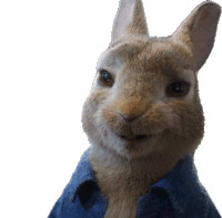 a close up of a rabbit with a blue shirt on