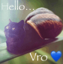 a black cat sitting next to a snail with the words hello vro written on it