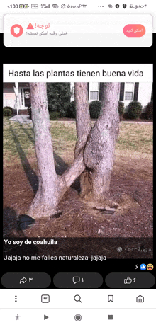 a phone screen shows a picture of a tree with the words hasta las plantas tienen buena vida on the bottom