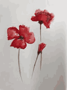 a watercolor painting of three red poppies on a white background .