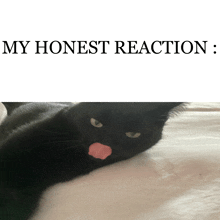 a black cat with a pink tongue sticking out and the words my honest reaction below it