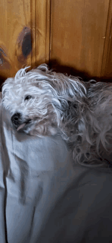 a white dog laying on a bed with its tongue out