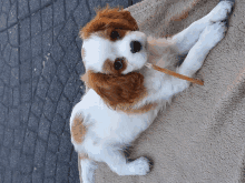 a brown and white puppy is laying down on a blanket