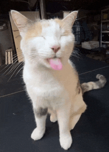 a cat sticking its pink tongue out while sitting