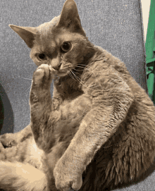 a cat is sitting on a couch and scratching its paw