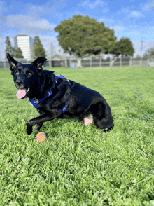 a black dog wearing a blue harness is running in the grass