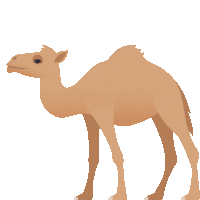 a camel is standing on a white background with its tongue out