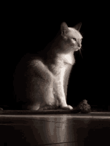 a white cat sits in the dark looking at something