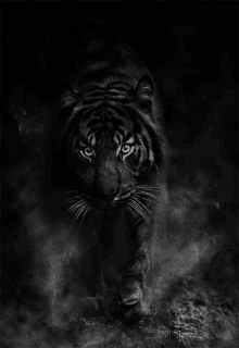 a black tiger with yellow eyes is walking through the dark