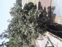 a tree with lots of green leaves is growing next to a brick wall