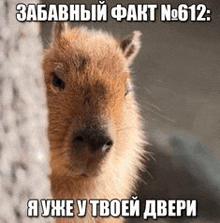 a close up of a capybara peeking out from behind a wall with a caption in russian .