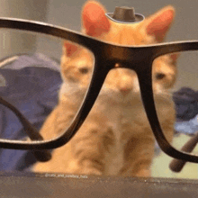 a cat with a cowboy hat on its head looks through glasses