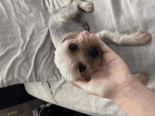 a small dog laying on a bed being held by a hand