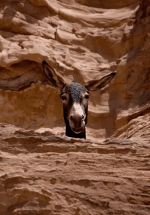 a donkey peeking out from behind a rock in the desert