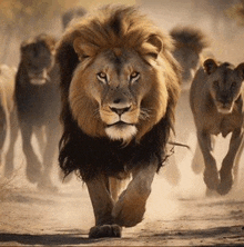 a herd of lions are running down a dirt road in the wild .