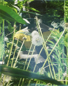 a person in a yellow shirt is surrounded by dandelions and plants