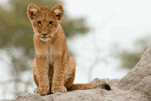 a small lion cub sits on a rock looking at the camera