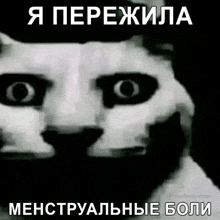 a black and white photo of a cat with a caption in a foreign language