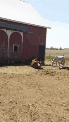 a horse is laying on its back in a dirt field in front of a red barn