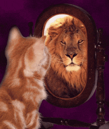 a cat looking at itself in a mirror with a lion reflection