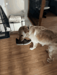 a dog sniffs a person 's shoe on a wooden floor