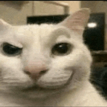 a close up of a white cat 's face with a smile on its face .