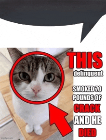 a picture of a cat with a speech bubble saying this delinquent smoked 70 pounds of crack and he died