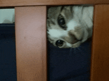 a cat laying in a crib looking through the bars