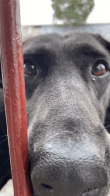 a black dog looking through a red pole