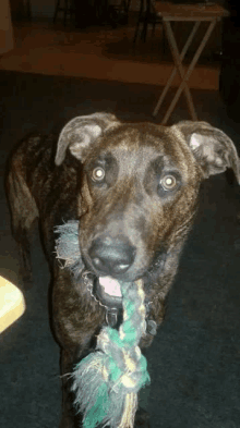 a close up of a dog holding a green rope toy