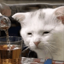 a white cat is being poured a drink into a glass