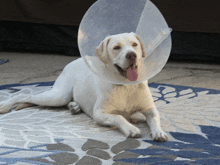 a white dog wearing a plastic cone around its head