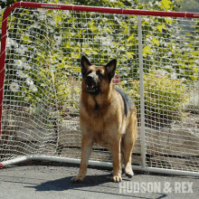 a german shepherd standing in front of a hockey net with the words hudson & rex on the bottom right