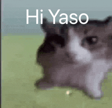 a picture of a cat with the words hi yaso on it