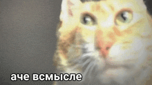 a close up of a cat 's face with the words " ache bcmbcie " written in white