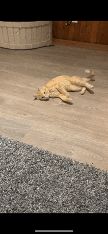 a cat laying on its back on the floor next to a rug