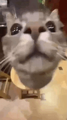 a close up of a cat 's face making a funny face while sitting on a table .