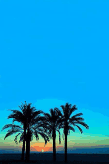 three palm trees silhouetted against a blue sky at sunset .