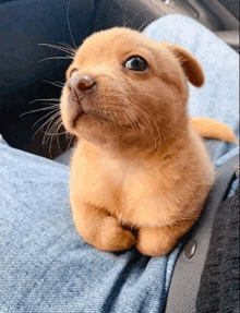 a small brown puppy is sitting on a person 's lap looking up .