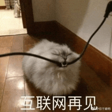 a fluffy white cat is laying on the floor next to a cord .